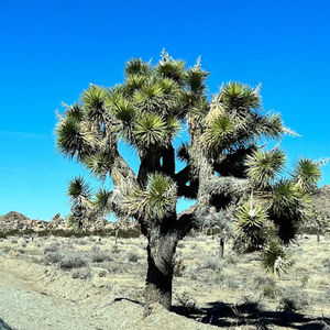 Meet your Posher, Luz